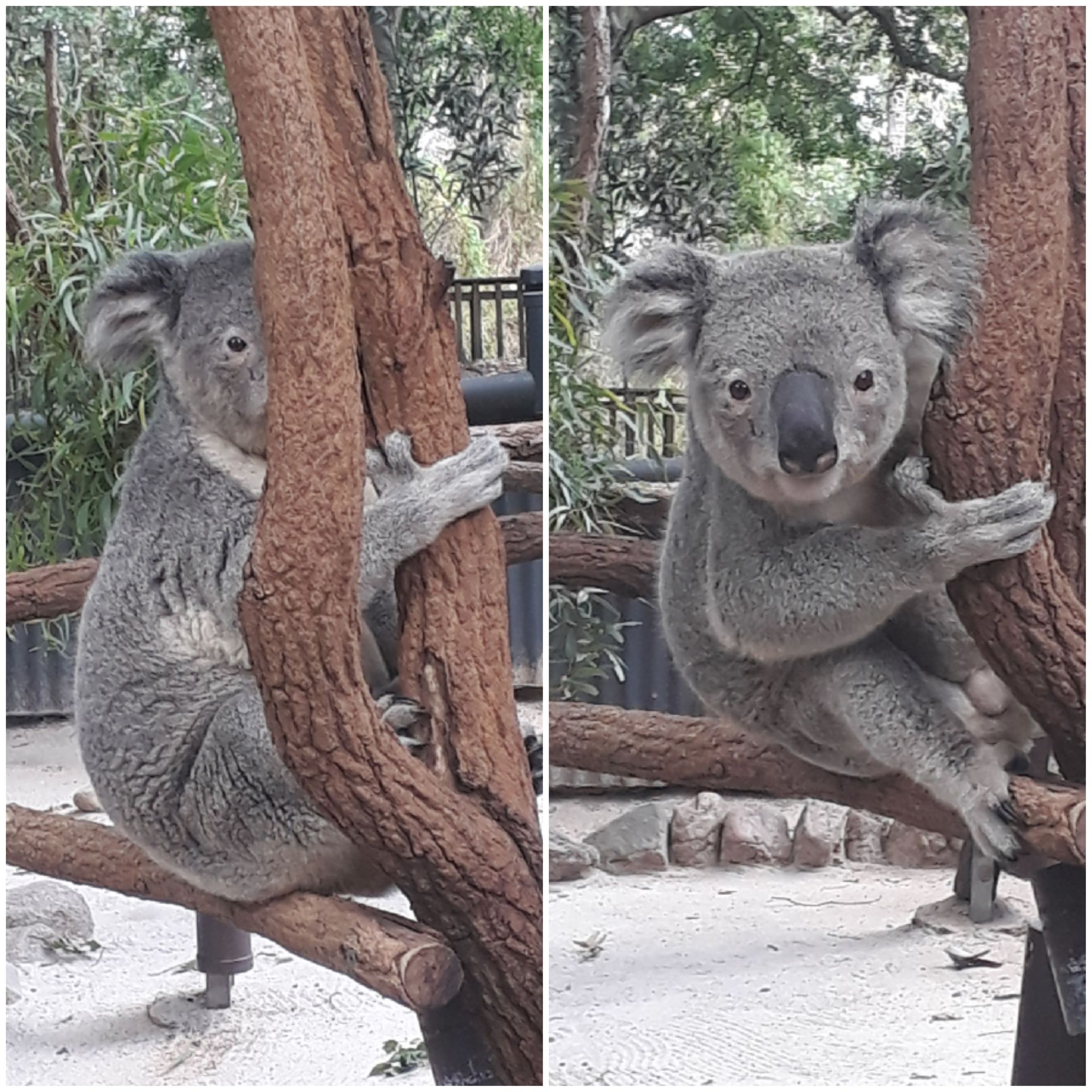 Derniers jours à Brisbane avec Emma !