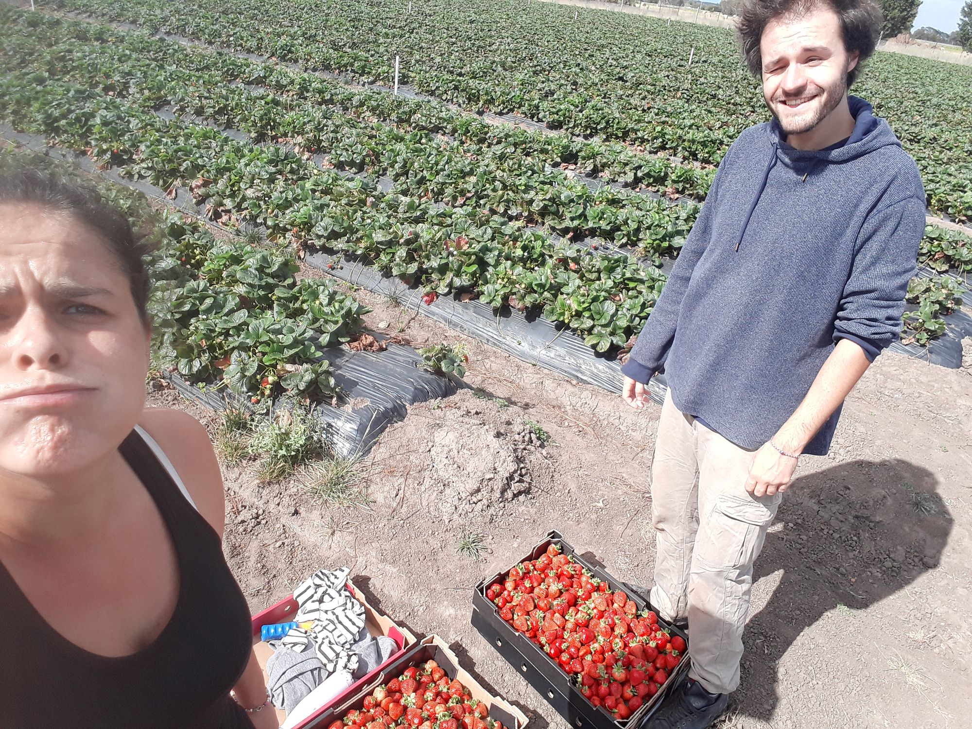 Ferme de fraises