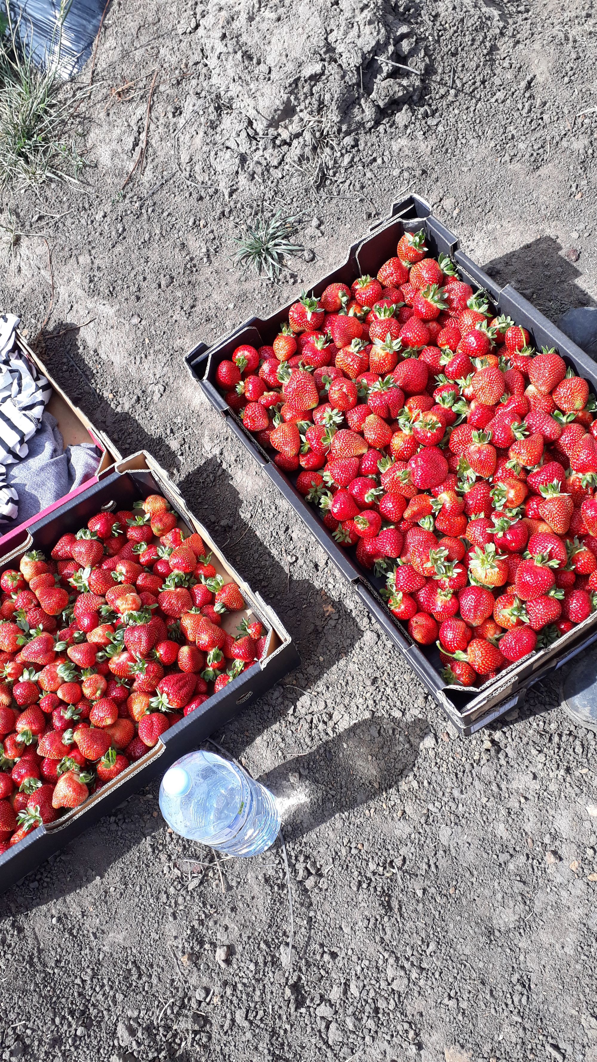 Ferme de fraises