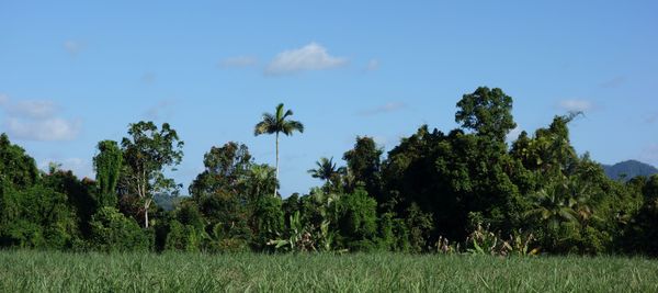 Wooroonooran National Park